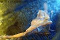 Foto Alina Ranieri Escort Rieti - 26