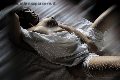 Foto Pamela L' Italiana Piu' Calda Transescort Firenze - 101