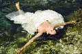 Foto Victoria Luxo Transescort Alba Adriatica - 49